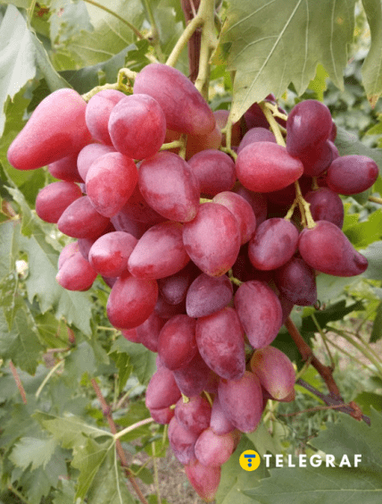 Виноград Дубовський рожевий