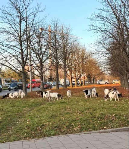 Козы во Львове