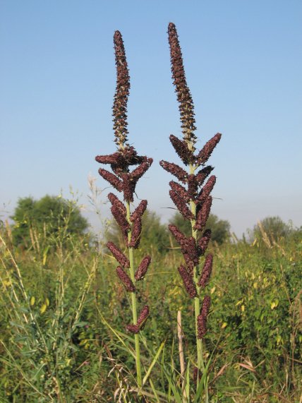 Чемериця чорна