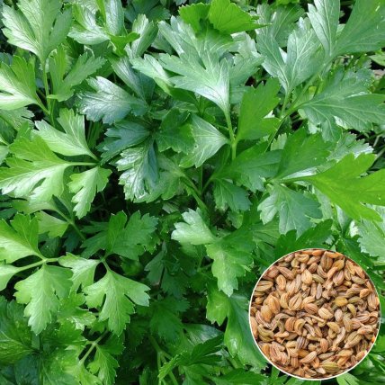 Петрушка с семенами