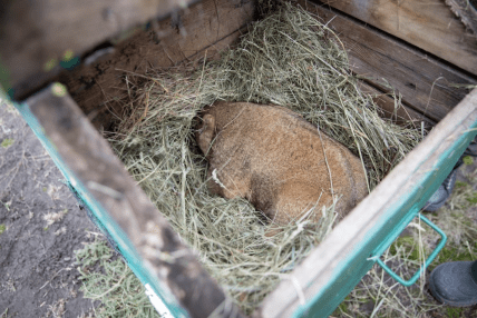 Сурок Тимко в домике