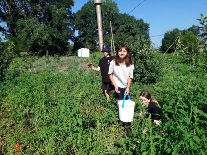 Школярі збирають помідори