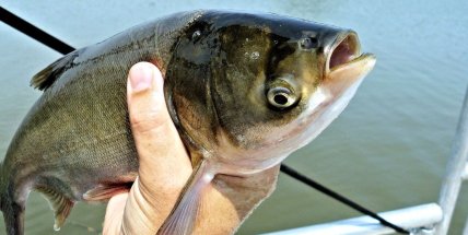 Рыба толстолоб