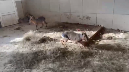 З Нової Каховки до Криму вкрали патагонських мар