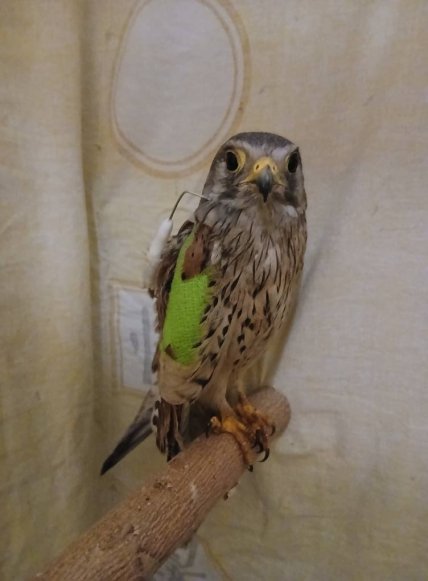 Сокіл Шрайк