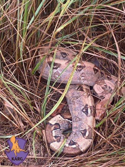Пітон у Броварах