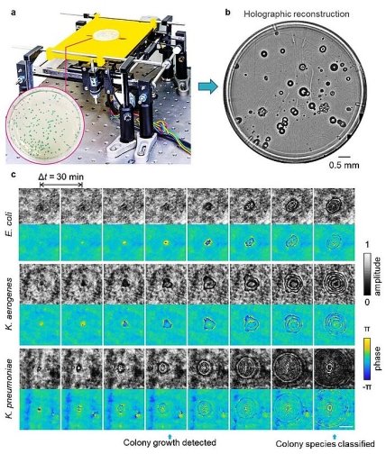 изображение целой пластины колоний кишечной палочки и кишечной палочки