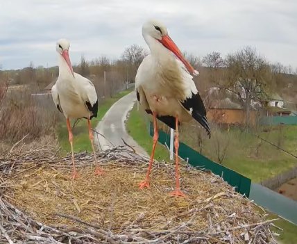 Аист получил ранение после драки