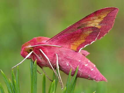 Бражник винный на траве