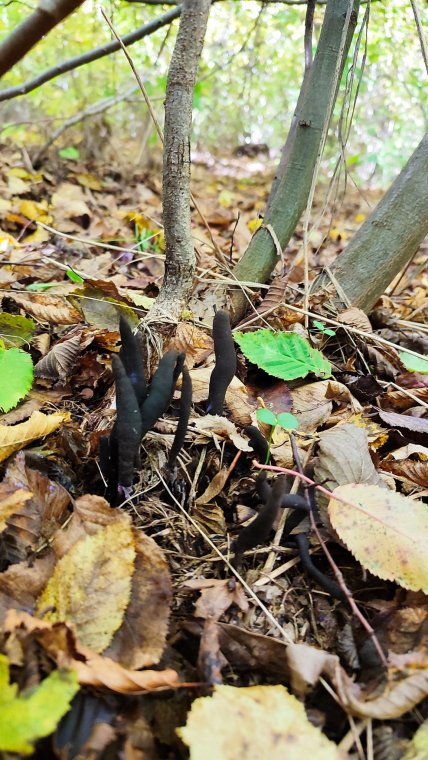 Гриб ксилярия