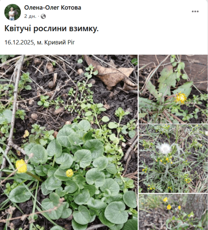 желтые лютики