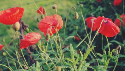 Приметы и запреты на 16 июля