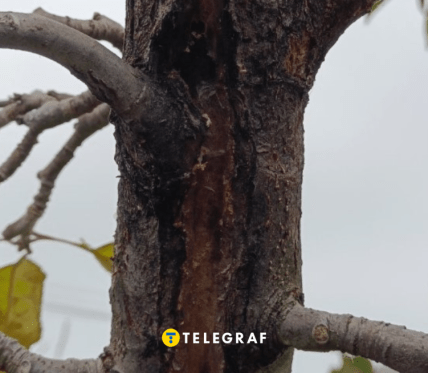 Что делать, если увидел трещину на коре дерева