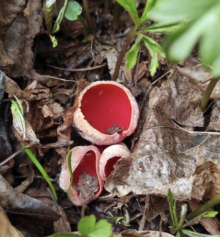 Саркосцифа