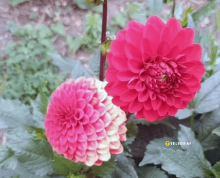 Георгины как правильно посадить семена