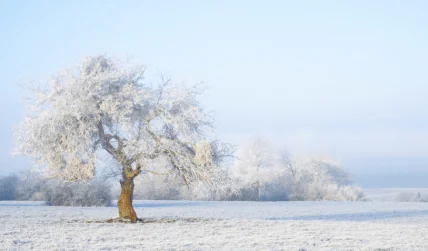 Яке церковне свято 23 січня 2025 - День вшанування пам'яті мученика Агатангела