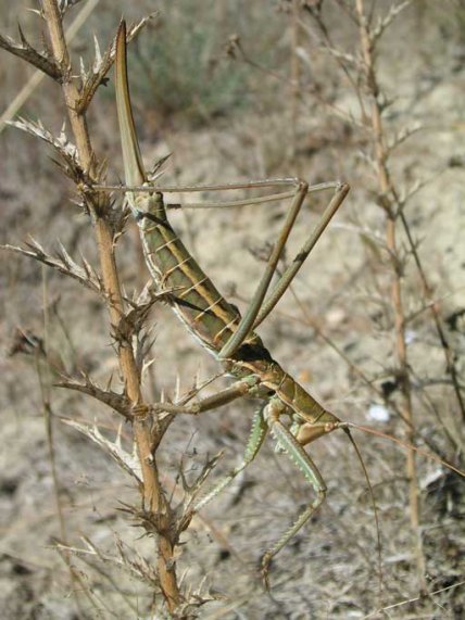 Як виглядає дибка степова