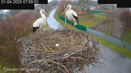 Грицик та Одарка з яйцем