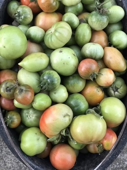 помидоры зеленые