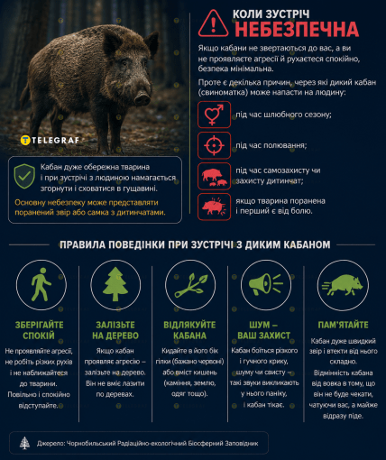 Що робити, якщо зустріли кабана
