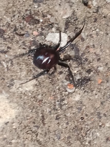 Как выглядит паук стеатода