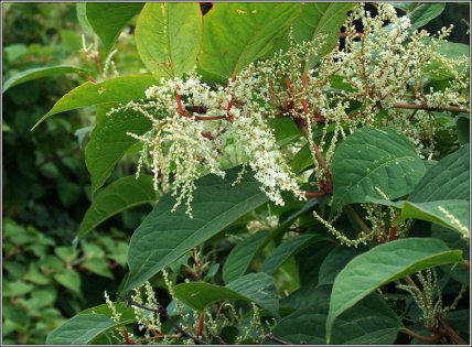 рейнутрия японская