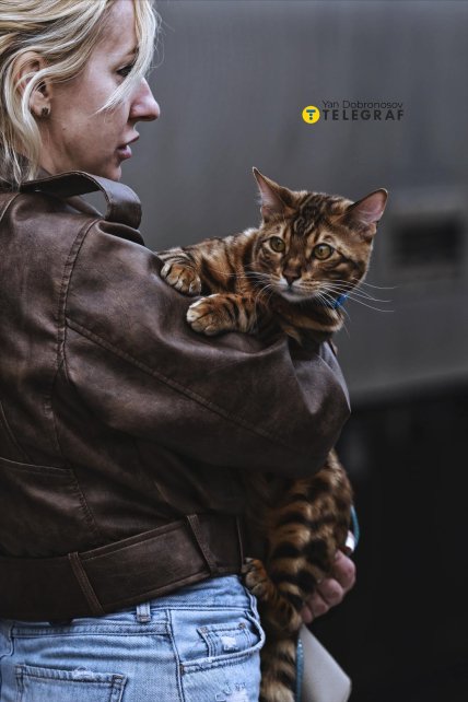 Кот на вокзале Краматорска