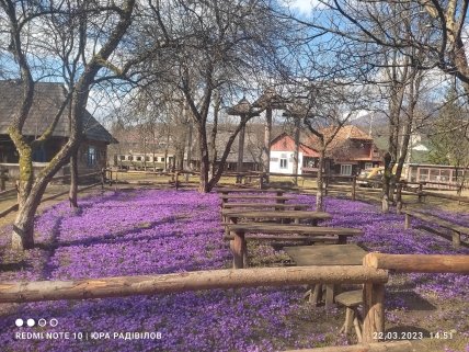 Ковер шафранов