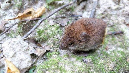 Полевые мыши в заповеднике Медоборы