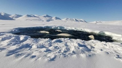 Белухи застряли на Чукотке