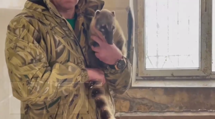 З Нової Каховки до Криму вкрали носуху