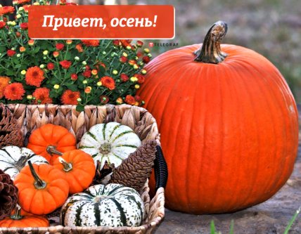 открытка привет осень 2022