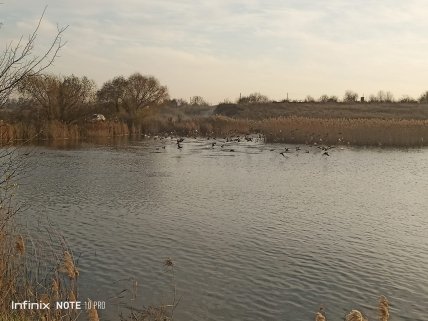 ставок у селі Добрятин
