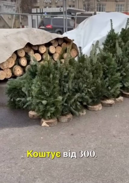 Пихта сборная