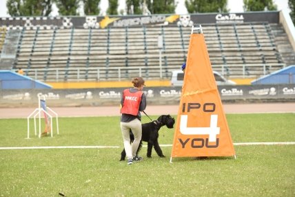 собака с кинологом