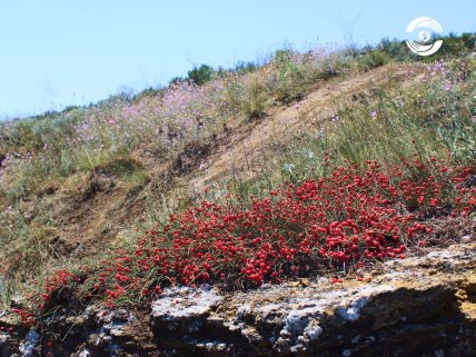 Ефедра двоколоскова рясно росте