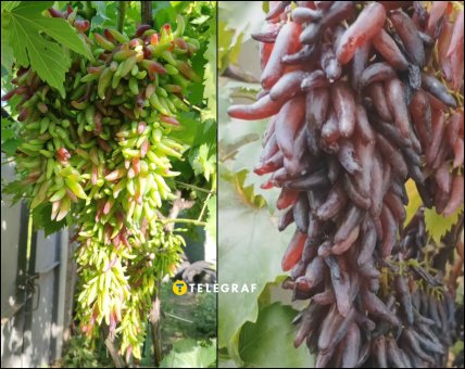 Зелений виноград Хелловін у липні та після дозрівання у серпні