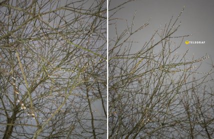 козья ива, котики, ива цветет зимой