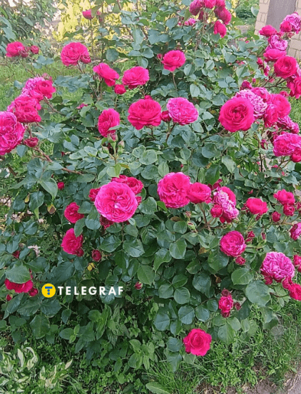 Троянда Леонардо да Вінчі на початку червня