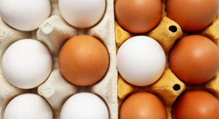 Какие яйца выбрать для окрашивания