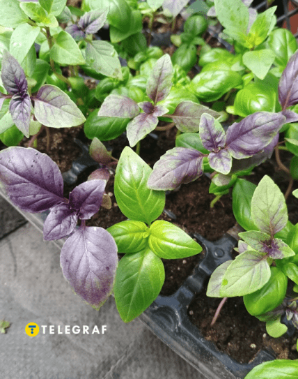 Рассада базилик