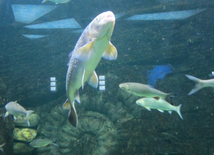 Вирезуб причорноморський