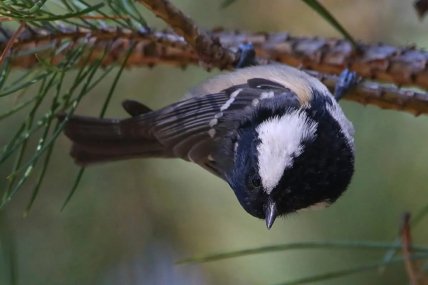 Синица черная