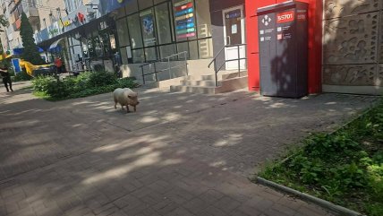В центральній частині Сум помітили свійську тварину
