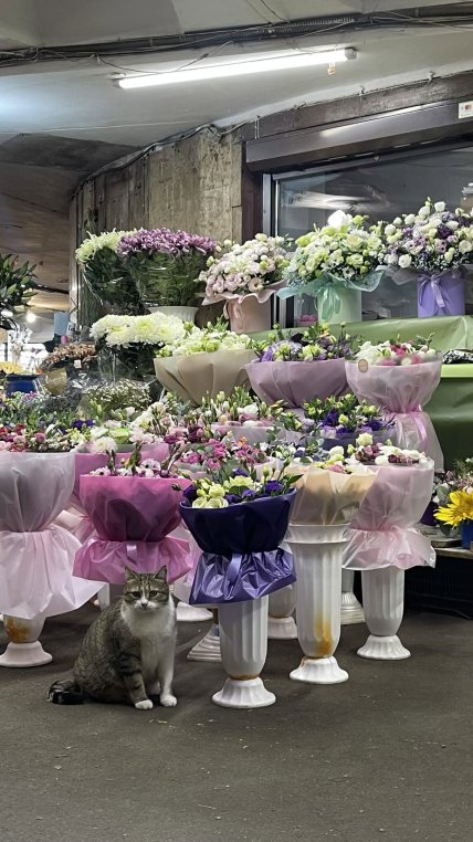 Кішка на площі Українських Героїв у Києві