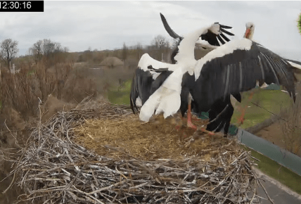 Драка в гнезде Грицика и Одарки