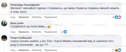 Черная гадюка-меланист или гадюка Никольского — реакция сети
