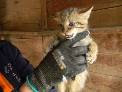 В Одеській області знайшли кошенят лісового кота