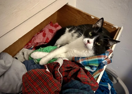 Почему кошка спит на одежде хозяина