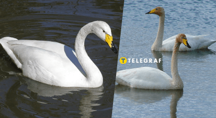 Редкая птица лебедь-кликун в Полтавской области